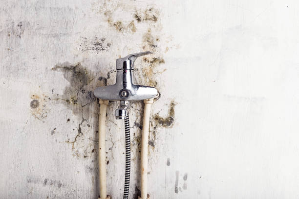 Best DIY Mold Remediation Support Services in Manchester, MD