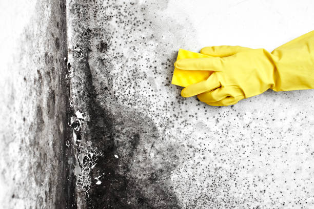 Best White Mold Remediation in Manchester, MD