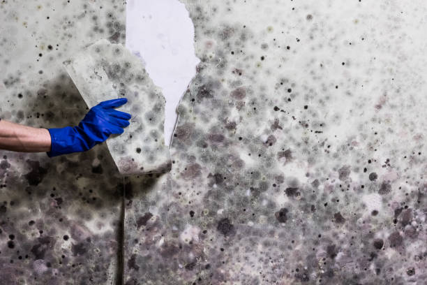 Best Mold Testing and Inspection Services in Manchester, MD